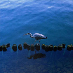 Various Artists - More Friends Than Fans - Iridescent Blue Vinyl